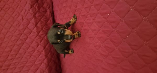 Macho Teckel Miniatura