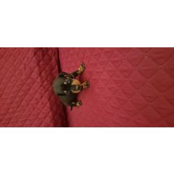 Teckel Macho Teckel Miniatura Santarm Albergaria