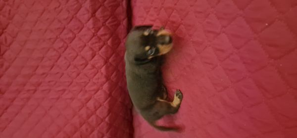 Macho Teckel Miniatura