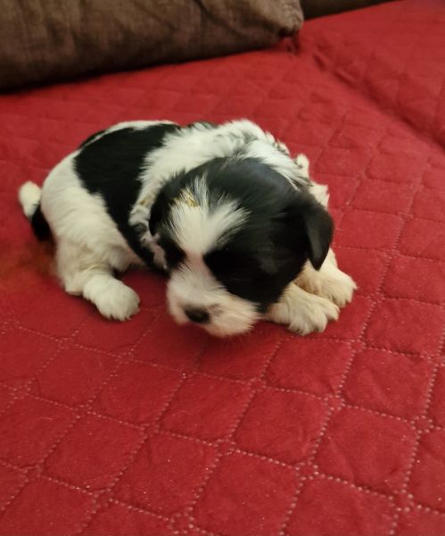 Shih-Tzu Femea LOP e Afixo