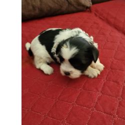 Shih-tzu Shih-Tzu Femea LOP e Afixo Santarm Albergaria