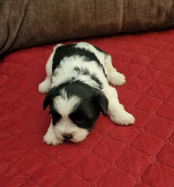 Shih-Tzu Femea LOP e Afixo