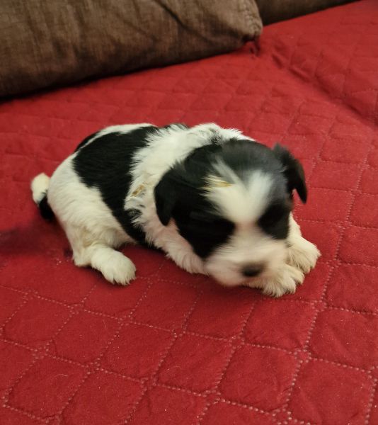 Shih-Tzu Femea LOP e Afixo