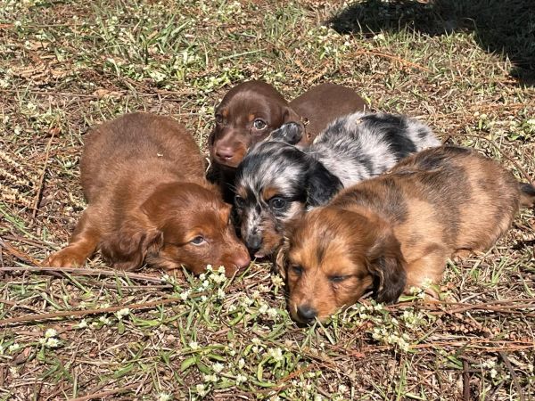 TECKELS DE DIFERENTES CORES E PELAGENS C�ES CRIADOS POR M�DICA VETERIN�RIA