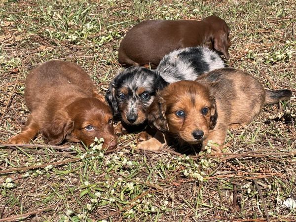 TECKELS DE DIFERENTES CORES E PELAGENS C�ES CRIADOS POR M�DICA VETERIN�RIA