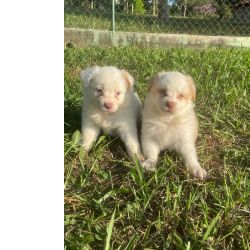 Border Collie BELOS E EXTICOS BORDERS CRIADOS POR MDICA VETERINRIA VOC S ENCONTRA AQUI