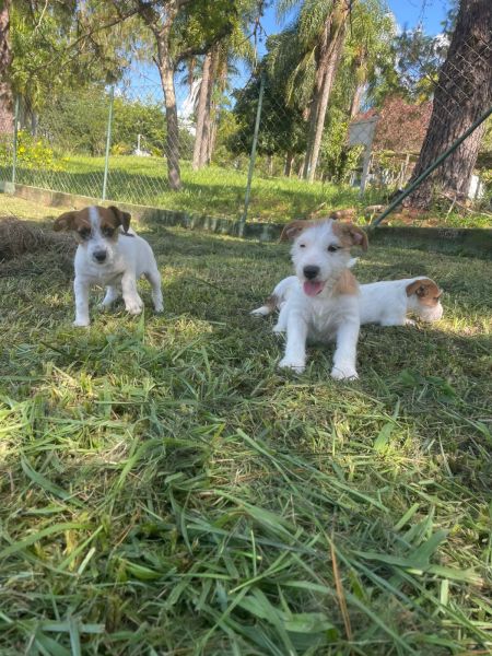 ENGRA�AD�SSIMOS FILHOTES DE JACK RUSSEL CRIADOS E ENTREGUES POR M�DICA VETERIN�RIA