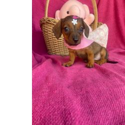 Dachshund FILHOTE DE SALSICHA FMEA KANINCHEM So Paulo Cotia