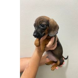 Dachshund FILHOTE DE SALSICHA MACHO FICAR DOURADO