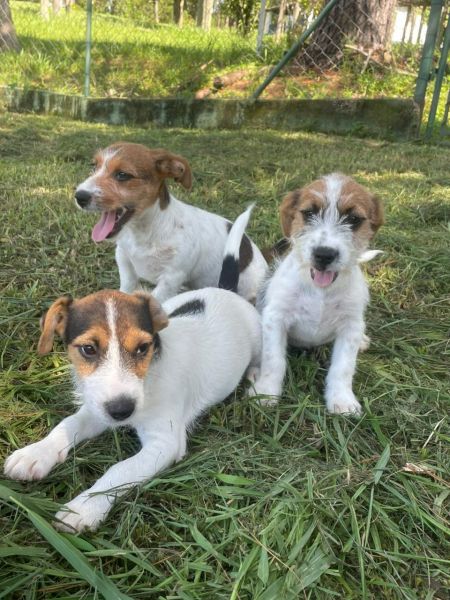 JACKS COM QUALIDADE VETERIN�RIA DE CRIA��O C�ES LINDOS E MUITO SAUD�VEIS