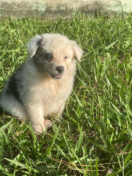 VENHA BUSCAR O SEU BORDER COLLIE COM A GENTE AQUI O SEU FILHOTE � CRIADO POR MEDICA VETERIN�RIA