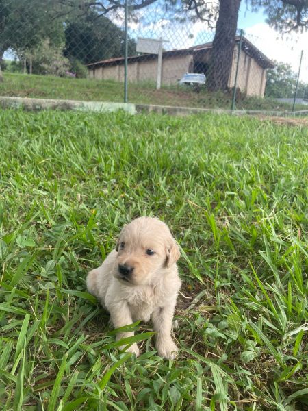 GOLDENS BEL�SSIMOS E CRIADOS POR M�DICA VETERIN�RIA ESSE � APENAS UM DE NOSSOS DIFERENCIAIS