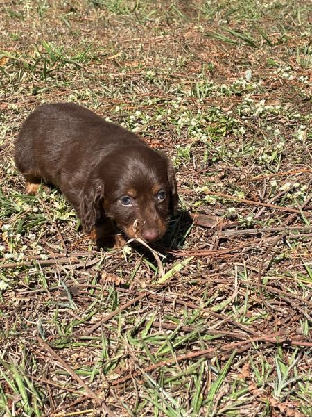 DACHS EM DIFERENTES CORES E PELAGENS C�ES MARAVILHOSOS CRIADOS POR M�DICA VET