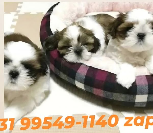 Filhotes de mini shih tzu tricolores alto nvel em promoo
