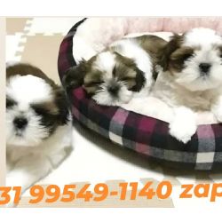 Shih-tzu Filhotes de mini shih tzu tricolores alto nvel em promoo