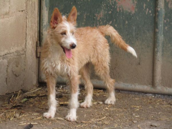 Podengo Portugus Mdio Cerdoso com LOP Pedigree