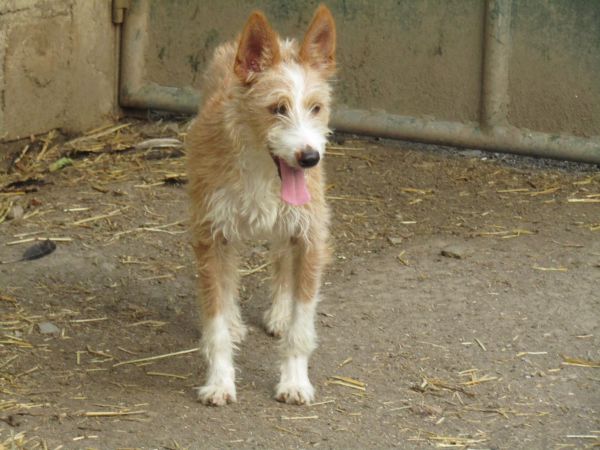 Podengo Portugus Mdio Cerdoso com LOP Pedigree