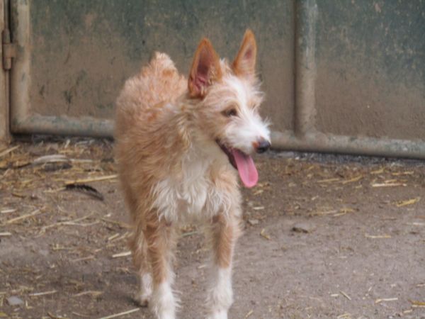Podengo Portugus Mdio Cerdoso com LOP Pedigree