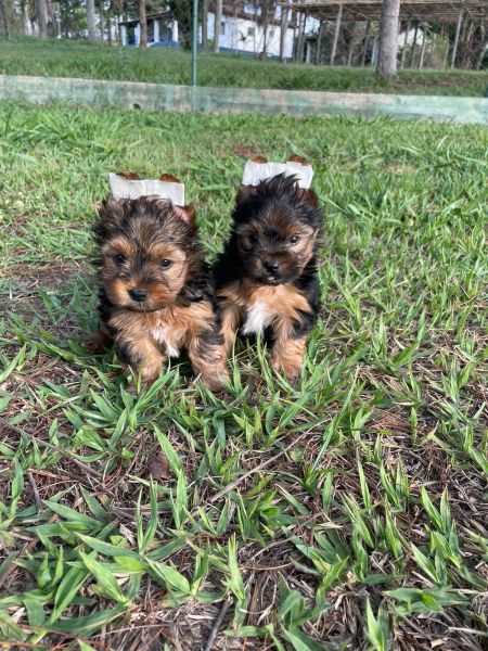 YORKSHIRES PARA AMAR E SER AMADO C�ES MUITO LINDOS CRIADOS POR M�DICA VET