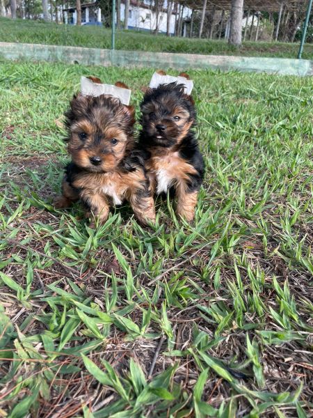 YORKSHIRES PARA AMAR E SER AMADO C�ES MUITO LINDOS CRIADOS POR M�DICA VET