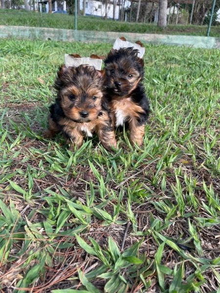 PROCURANDO YORKSHIRES AQUI SEU FILHOTE TEM QUALIDADE VETERIN�RIA DE CRIA��O