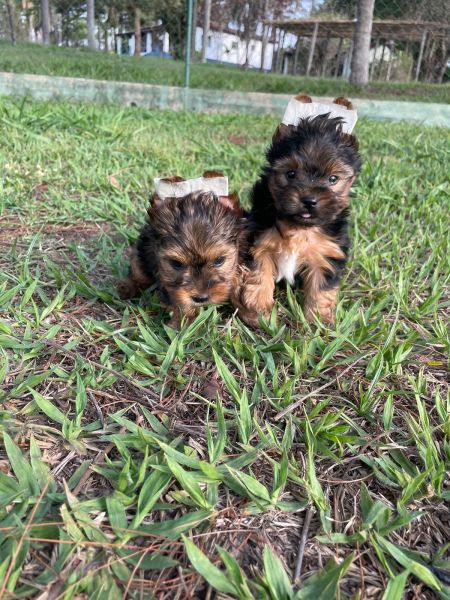 PROCURANDO YORKSHIRES AQUI SEU FILHOTE TEM QUALIDADE VETERIN�RIA DE CRIA��O