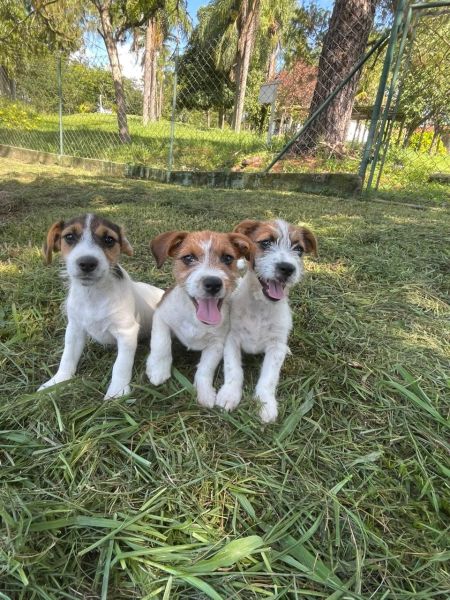 JACKS NA PORTA DA SUA CASA C�ES CRIADOS E ENTREGUES POR M�DICA VETERIN�RIA