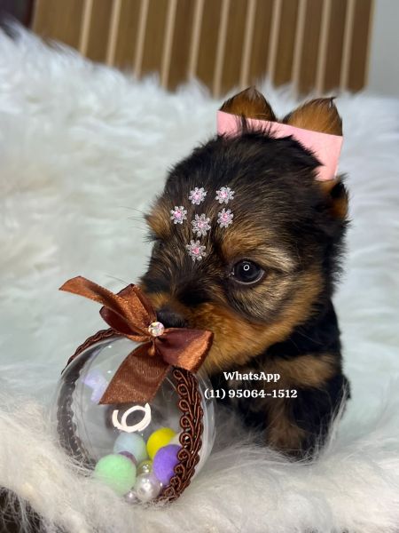 Yorkshire Terrier filhotes