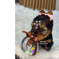 Yorkshire Terrier Yorkshire Terrier filhotes So Paulo Osasco