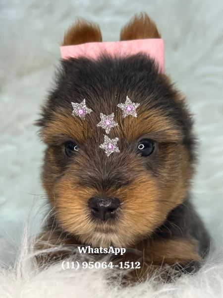 Yorkshire Terrier filhotes
