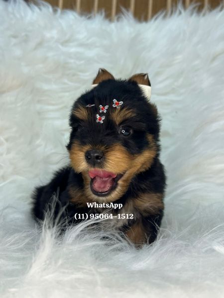 Yorkshire Terrier filhotes