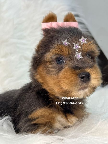 Yorkshire Terrier filhotes