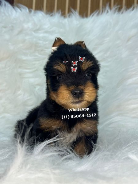 Yorkshire Terrier filhotes