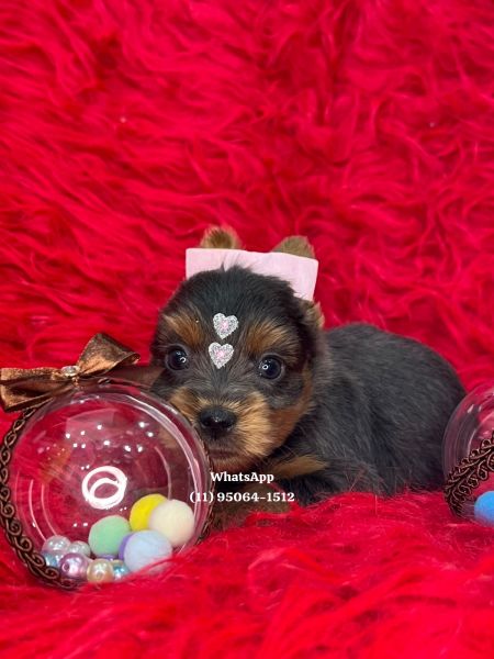 Yorkshire Terrier filhotes