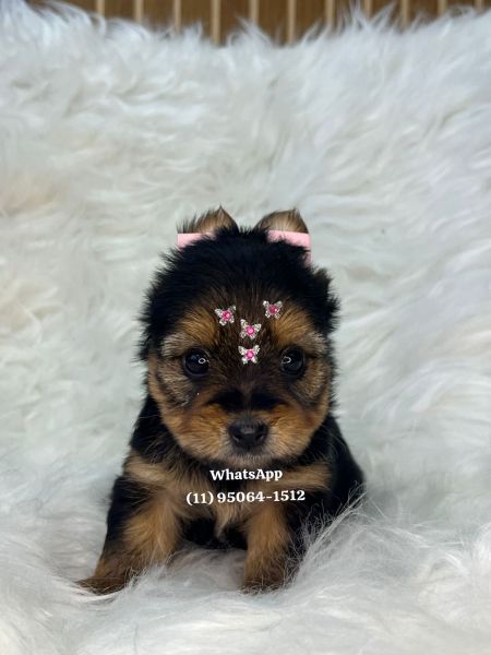 Yorkshire Terrier filhotes