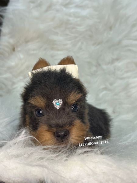 Yorkshire Terrier filhotes