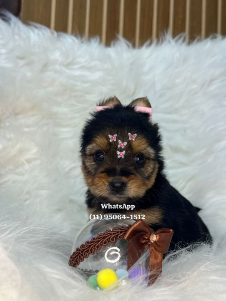 Yorkshire Terrier filhotes