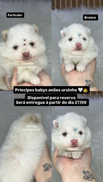 Lulu da Pomerania spitz alemo