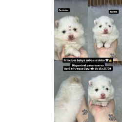 Spitz Alemo Lulu da Pomerania spitz alemo So Paulo Osasco