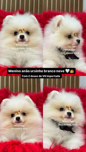 Lulu da Pomerania spitz alemo