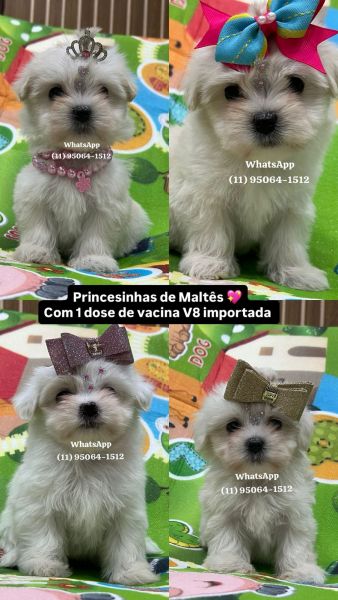 Malts fmea pronta entrega