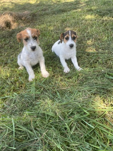 GRACINHAS DE JACKS PARA VOC� LEVAR PARA CASA AGORA C�ES CRIADOS POR M�DICA VETERIN�RIA