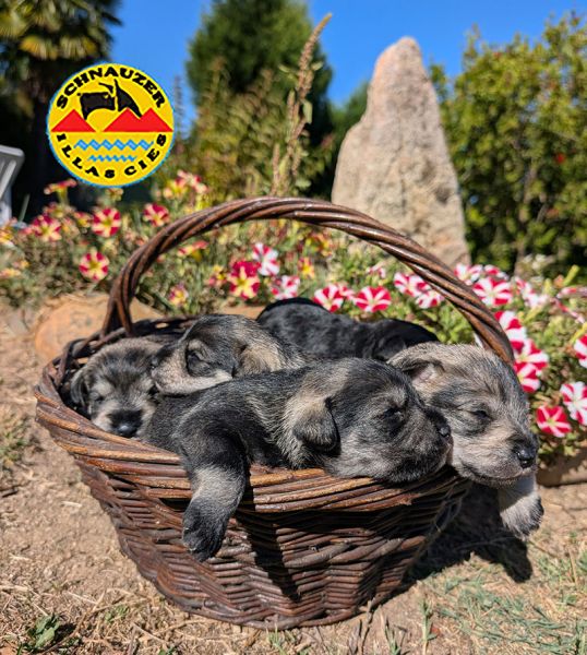 SCHNAUZER MINIATURA SAL E PIMENTA