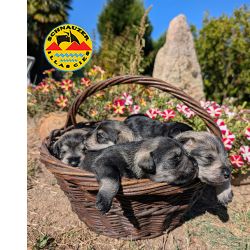 Schnauzer Miniatura SCHNAUZER MINIATURA SAL E PIMENTA Viana do Castelo Monao  Portugal)