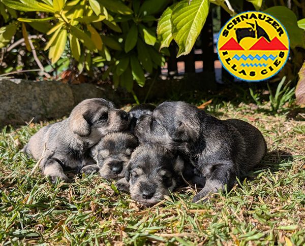 SCHNAUZER MINIATURA SAL E PIMENTA