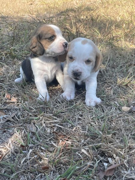 Filhotes de beagle machos e fmeas