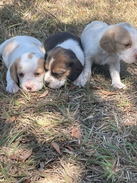 Filhotes de beagle machos e fmeas