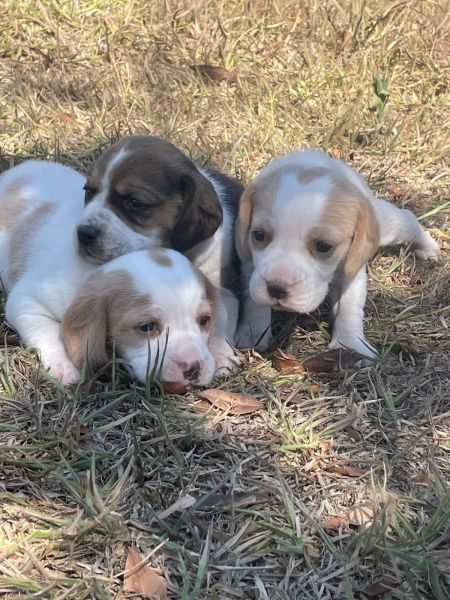 Filhotes de beagle machos e fmeas