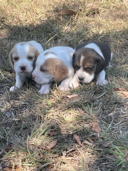 Filhotes de beagle machos e fmeas