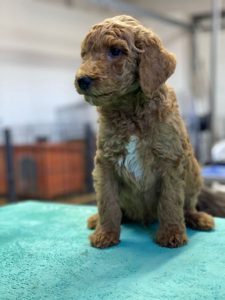 Caniche Standard Gigante vermelho apricot